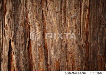 Senpel Sequoia 14539683