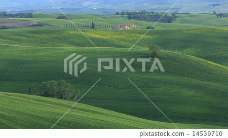 春天托斯卡納 14539710