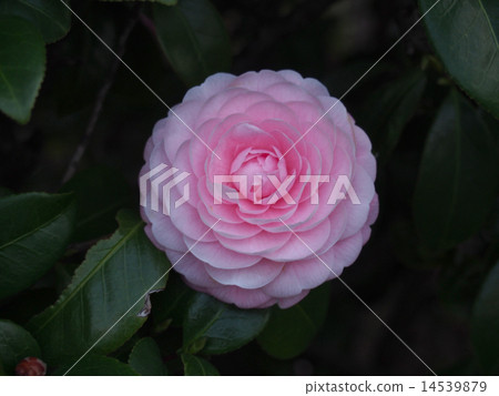 Thousand-floating camellia (evening) 14539879