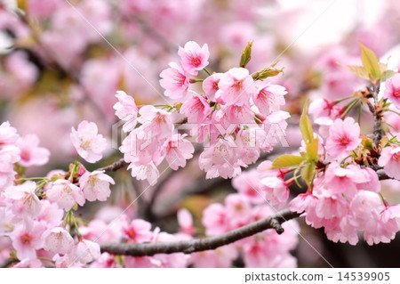 Okono cherry tree Okono cherry tree 14539905