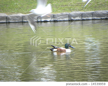Winter migratory bird swim in the inage park's pond 14539959