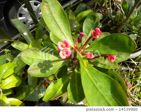 Hanakilin將花朵貼在像長頸鹿一樣苗條的身上 14539960