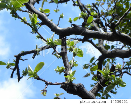Karin樹的一個新的分支在秋天設置大分支意思 14539961