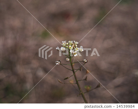 Nazna在領域開花 Nazna在領域開花 14539984