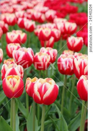 Tulip Tulip 14540204