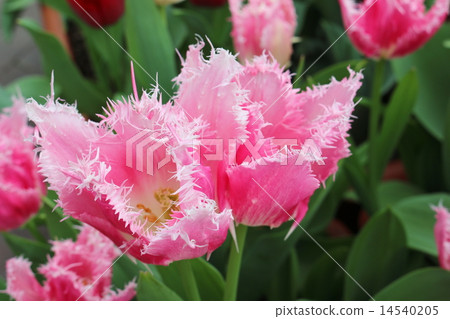 Tulip Tulip 14540205