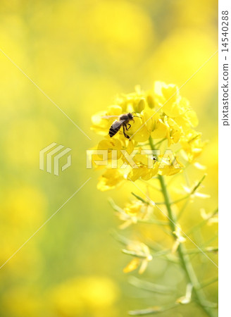 強姦開花 14540288