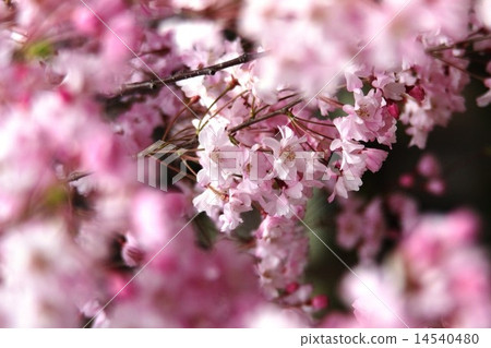 櫻花盛開 櫻花盛開 14540480
