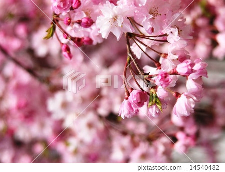Cherry blossom Cherry blossom 14540482