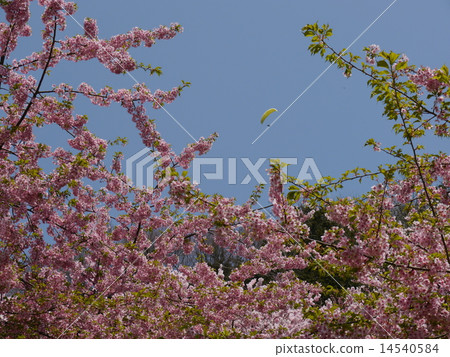 在佐賀山花園的櫻花 在佐賀山花園的櫻花 14540584