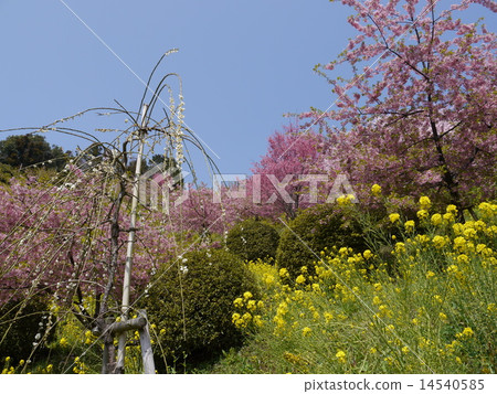 Sagayamaengguri公園櫻花和李子 14540585