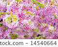 河津櫻花 14540664