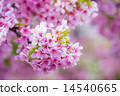 河津櫻花 14540665