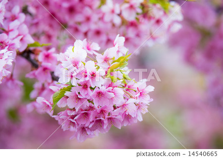 河津櫻花 河津櫻花 14540665