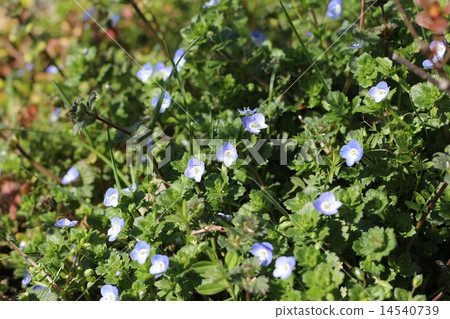 Persian speedwell Persian speedwell 14540739
