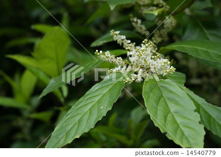 Yanbaru's plant · Shiseido 14540779