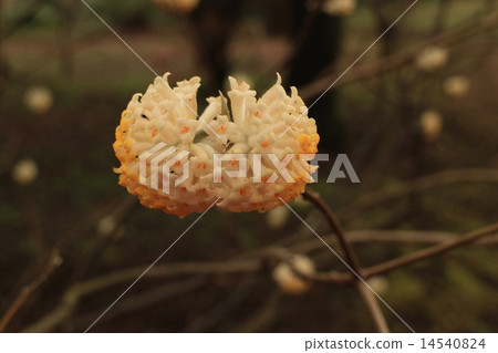 Mitumata花 Mitumata花 14540824