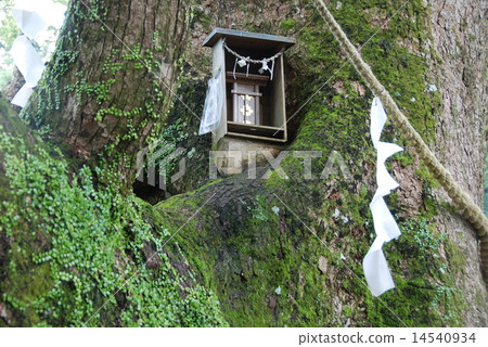 Nachi's camphor (camphor shrine) (Kumano Nachi shrine / Wakayama prefecture Higashi Muro-gun Nachikatsura-cho) Nachi's camphor (camphor shrine) (Kumano Nachi shrine / Wakayama prefecture Higashi Muro-gun Nachikatsura-cho) 14540934