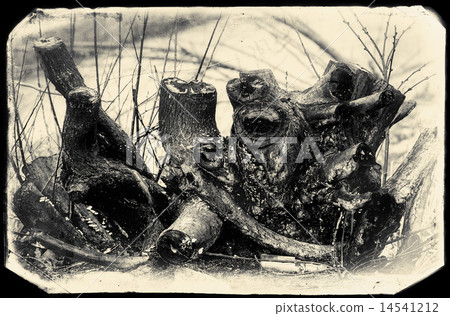 Dead, burnt trunk of a tree 14541212