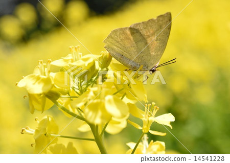 Butterfly that sucks rape blossoms 14541228