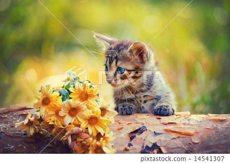 Little kitten looking at flowers on wooden snag 14541307