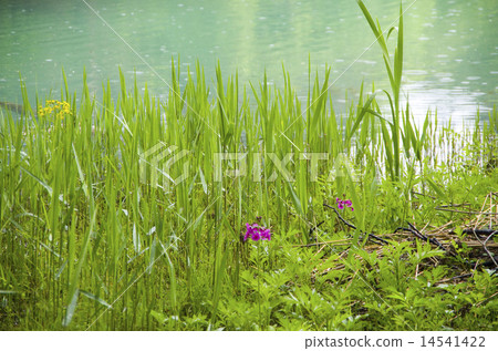 Beside a swamp 14541422