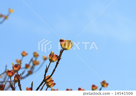 Total bract of dogwood 14541509