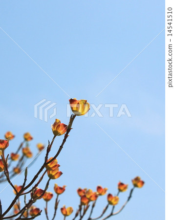 Total bract of dogwood 14541510