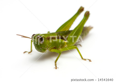 Grasshopper  14541640