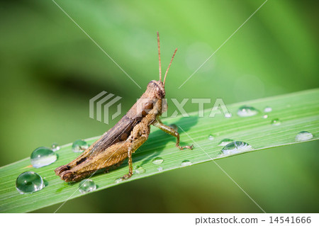 Grasshopper 14541666