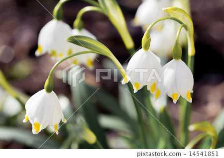 Spring Snowflake flowers Leucojum vernum 14541851