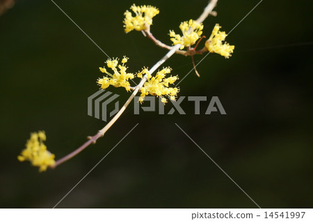 雲集 雲集 14541997