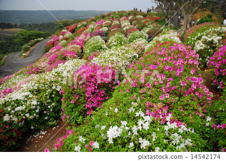 Higashi Village Azalea Festival 14542174
