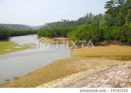 紅樹 紅樹 14542250