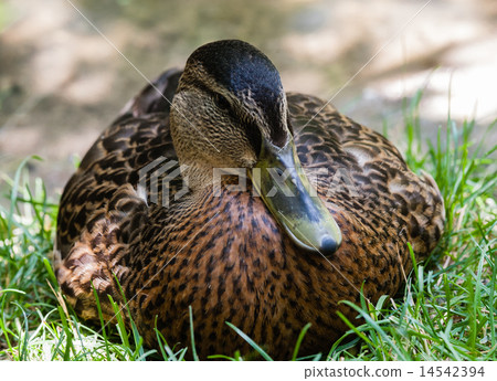 Close-up of female mallard duck from front Close-up of female mallard duck from front 14542394