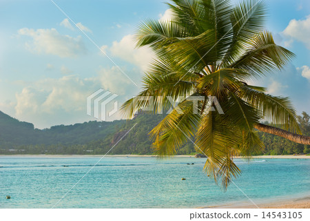 Tropical beach at Mahe island Seychelles 14543105