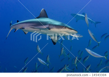 Grey shark jaws ready to attack Grey shark jaws ready to attack 14543304