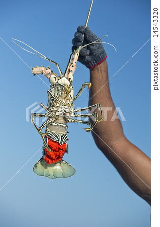 Hand of old man on fishing boat holding a lobster Hand of old man on fishing boat holding a lobster 14543320