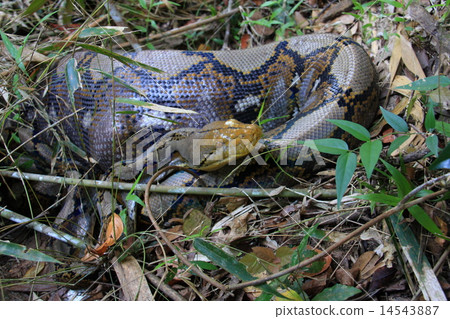 Wild Amish Python 14543887