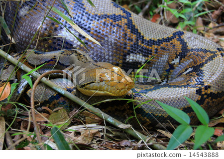 Wild Amish Python Wild Amish Python 14543888