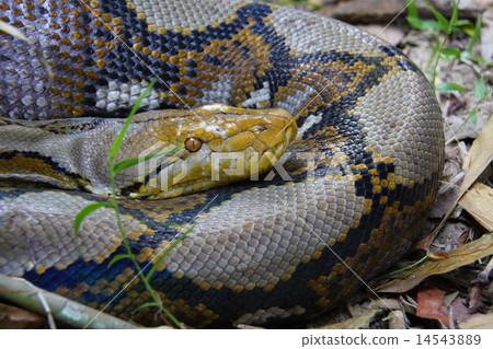 Wild Amish Python 14543889