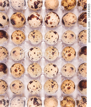 Quail eggs in a box 14544085