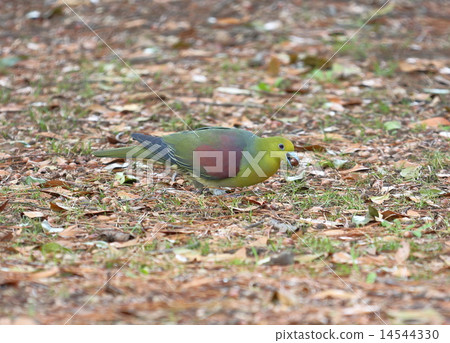 Kyoto gyoen aobato 14544330