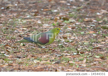 Kyoto gyoen aobato 14544331