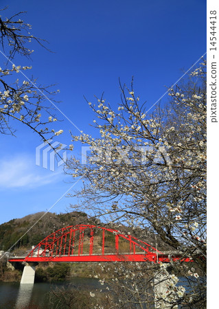 White plum and Tsukigase Bridge 14544418