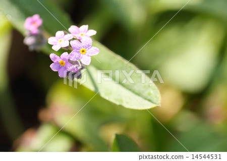 Forget-me-not flowers 14544531