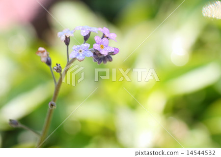 Forget-me-not flowers 14544532