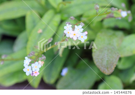 Forget-me-not flowers 14544876