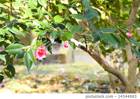 Sasanqua flowers Sasanqua flowers 14544883