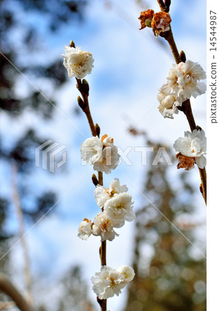Trees: Kobukuzakura Jingu 14544987